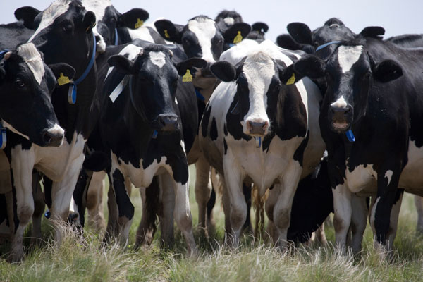 cows_pastures