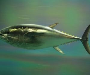 human-activities-surface-ocean-mercury-levels