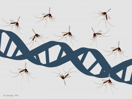 mosquito-and-dna1