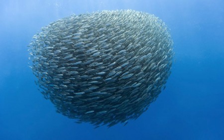 swarm intelligence