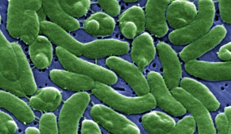 Photo credit: Center for Disease Control