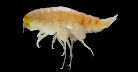 Hirondellea-gigas-Deep-sea-pollution-standard