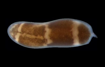 panther worms